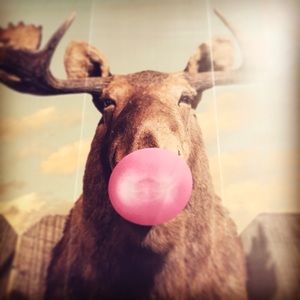 Meet your Posher, Chrissy